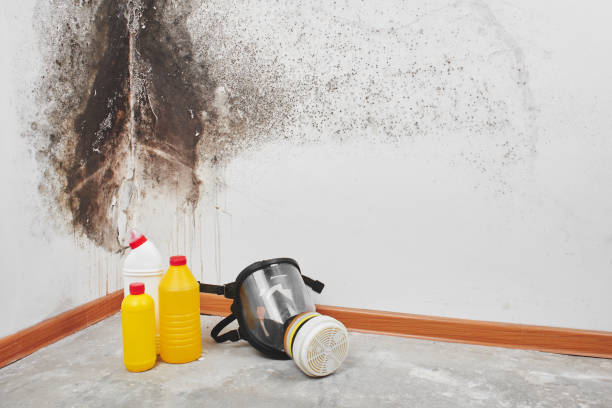 Professional Mold Removal in Greybull, WY