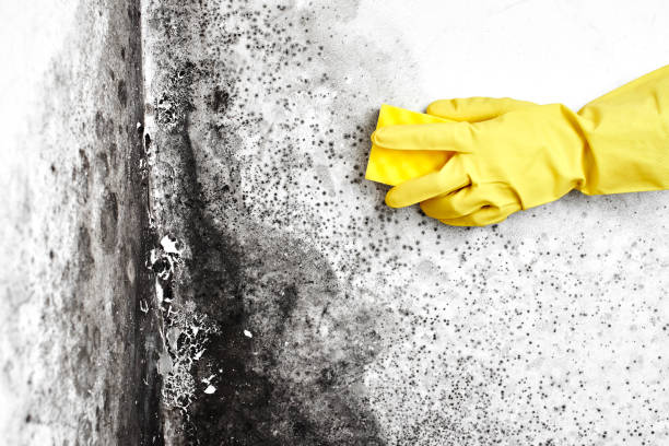 Best Residential Mold Removal  in Greybull, WY