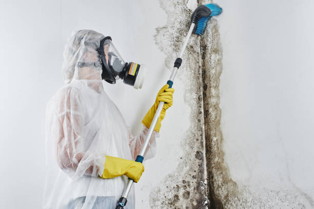 Best Affordable Mold Removal  in Greybull, WY