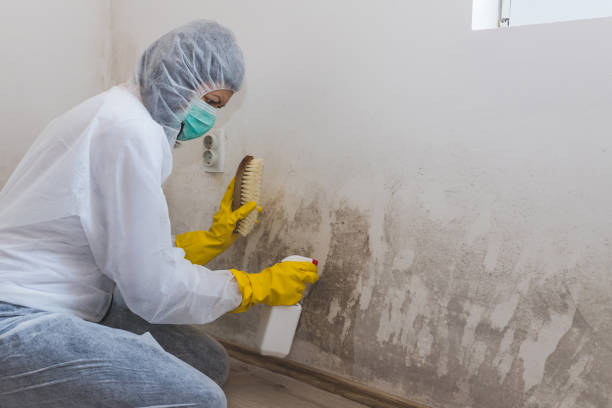 Best Mold Remediation  in Greybull, WY