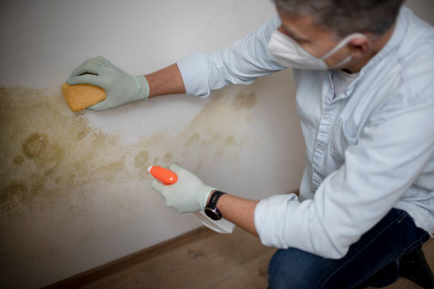 Mold Testing and Removal in Greybull, WY