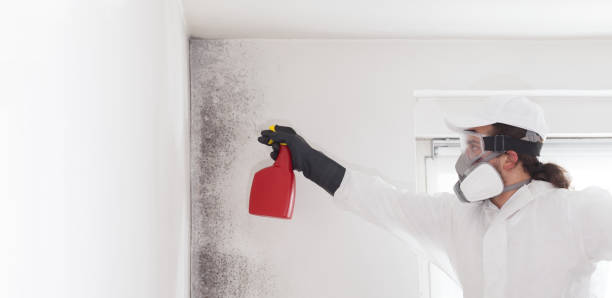 Best Best Mold Removal Companies  in Greybull, WY