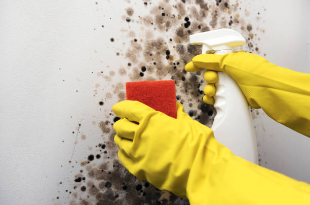 Best Mold Damage Repair  in Greybull, WY