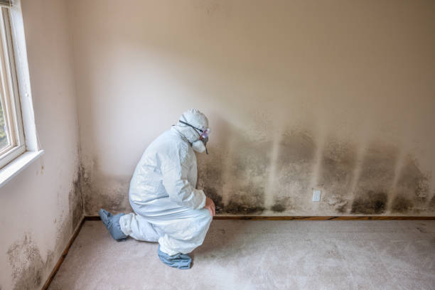 Best Mold Cleaning Services  in Greybull, WY