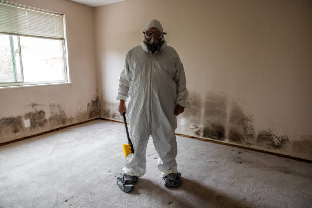 Best Attic Mold Removal  in Greybull, WY