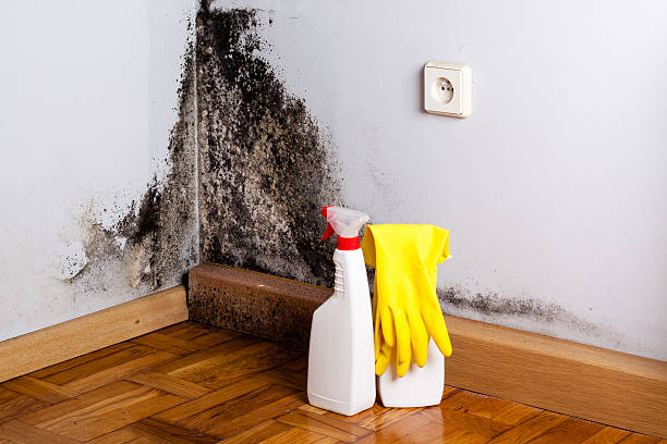 Best Water Damage Restoration  in Greybull, WY