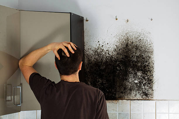 Best Mold Removal Near Me  in Greybull, WY