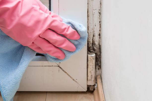 Best Mold Remediation  in Greybull, WY