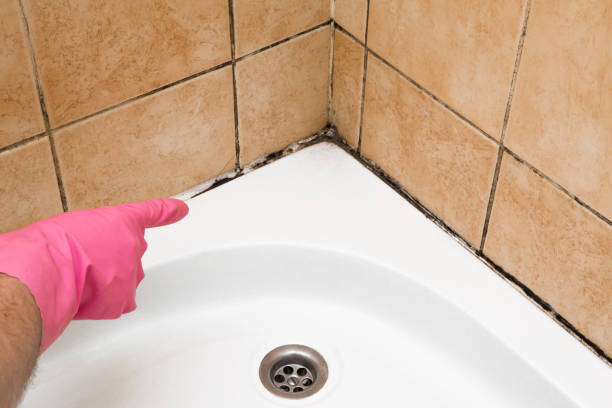 Best Affordable Mold Removal  in Greybull, WY